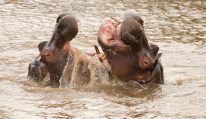 hippo